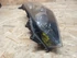 Kép 4/9 - Opel Astra H (2004-2009) Bal Első Xenon Lámpa 